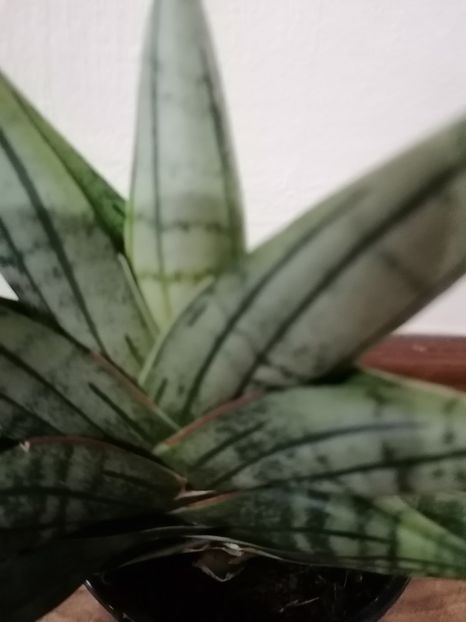 Sansevieria inti - Sansevieria