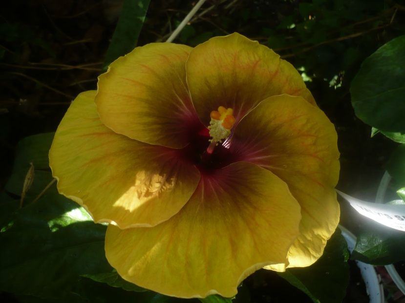 25.08.2020 - HIBISCUSI 2020-3