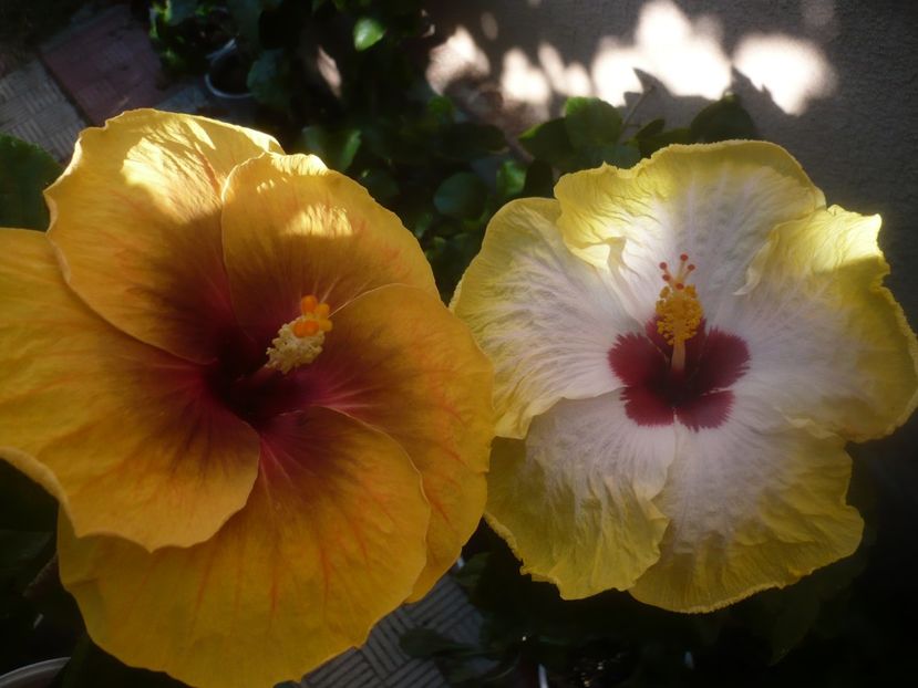 P1450968 - HIBISCUSI 2020-3