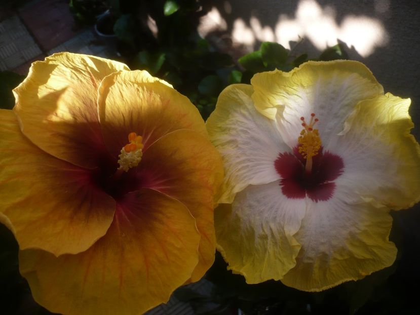 P1450969 - HIBISCUSI 2020-3