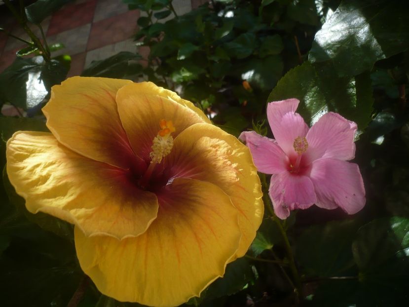 P1450970 - HIBISCUSI 2020-3