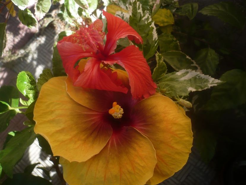 P1450972 - HIBISCUSI 2020-3