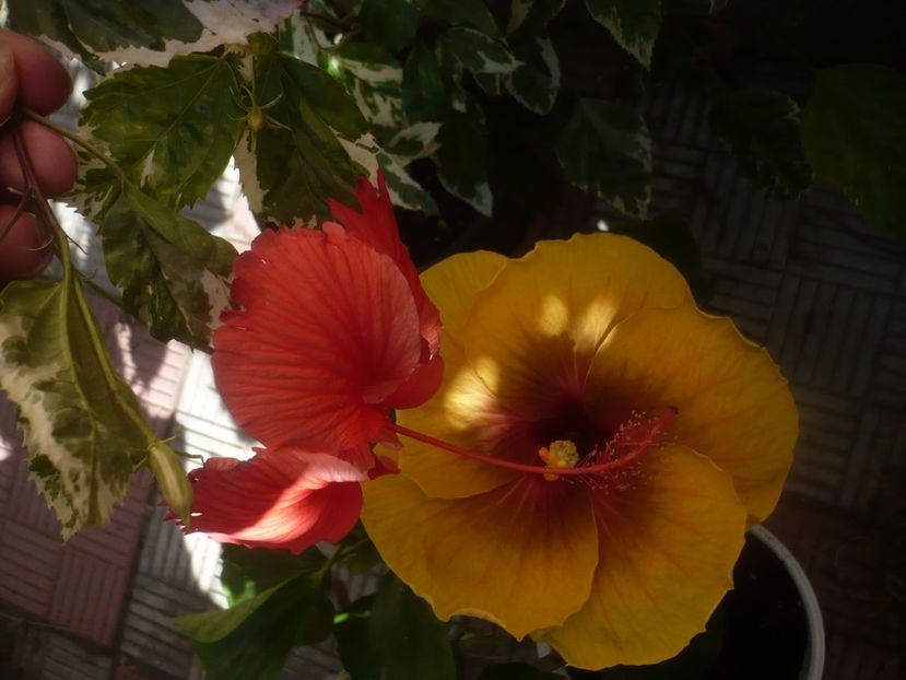 P1450973 - HIBISCUSI 2020-3