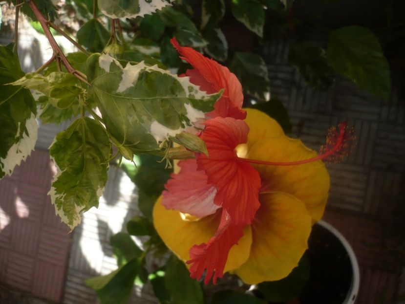 P1450974 - HIBISCUSI 2020-3