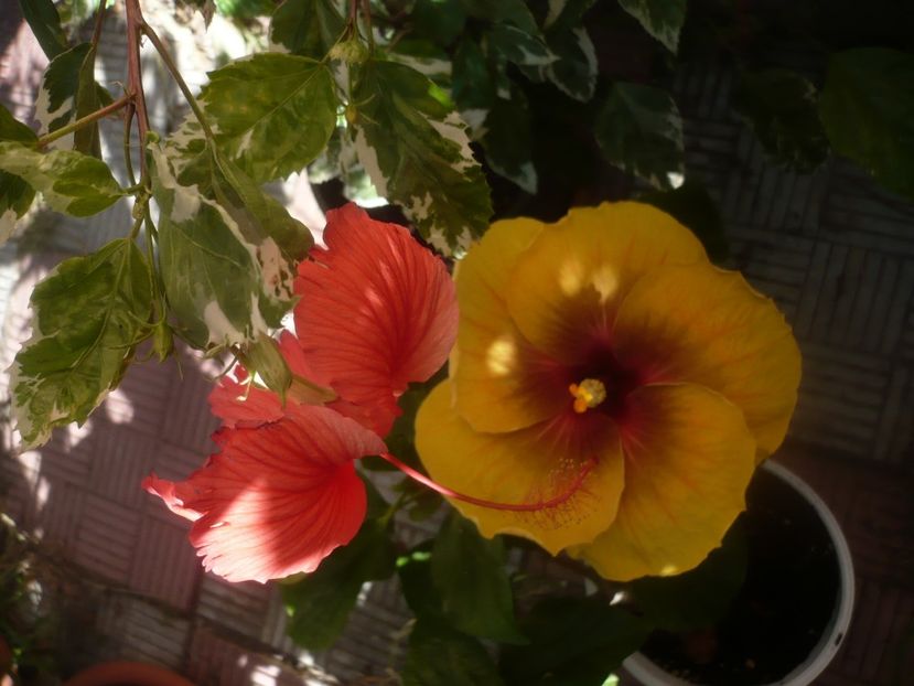 P1450975 - HIBISCUSI 2020-3