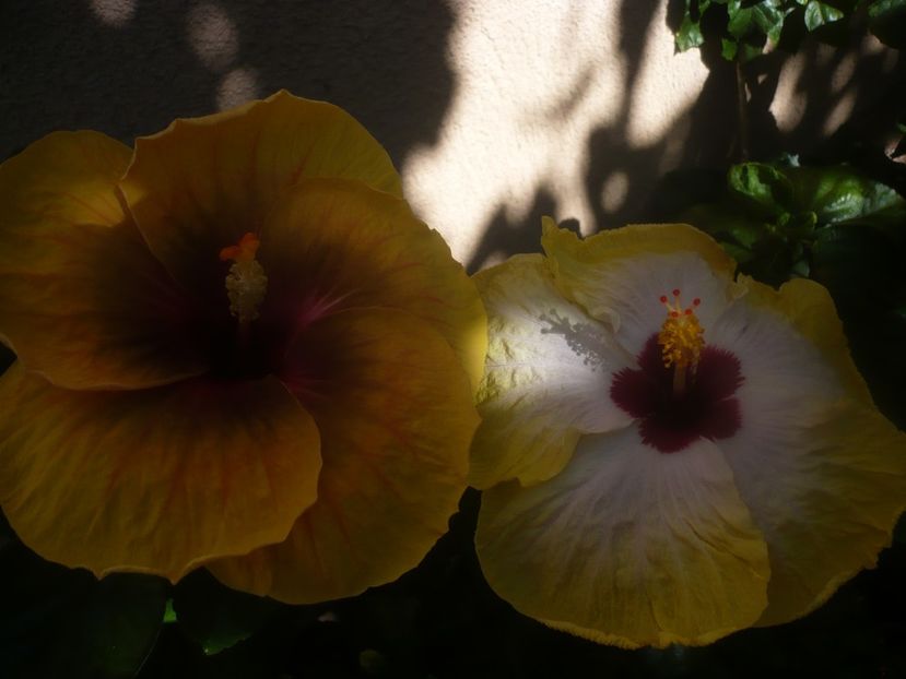 P1450976 - HIBISCUSI 2020-3