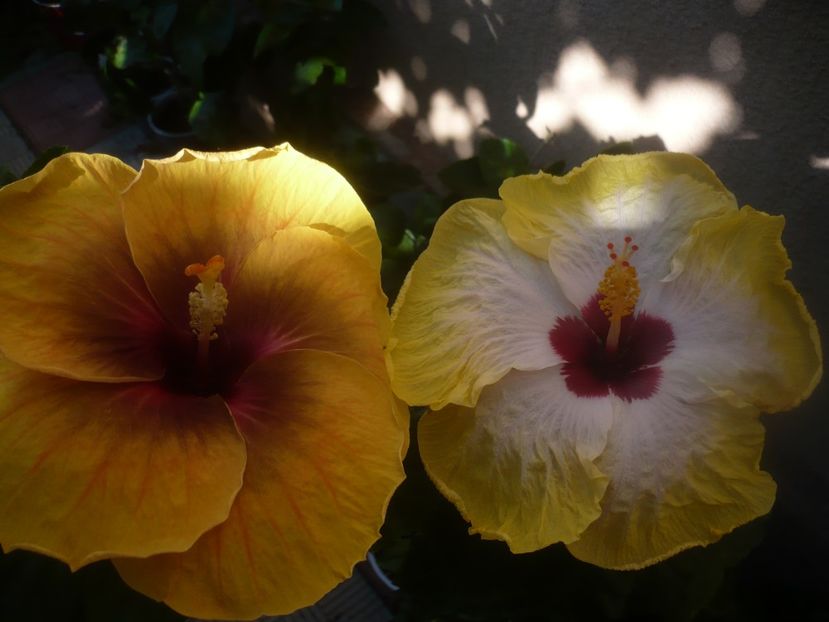 P1450977 - HIBISCUSI 2020-3