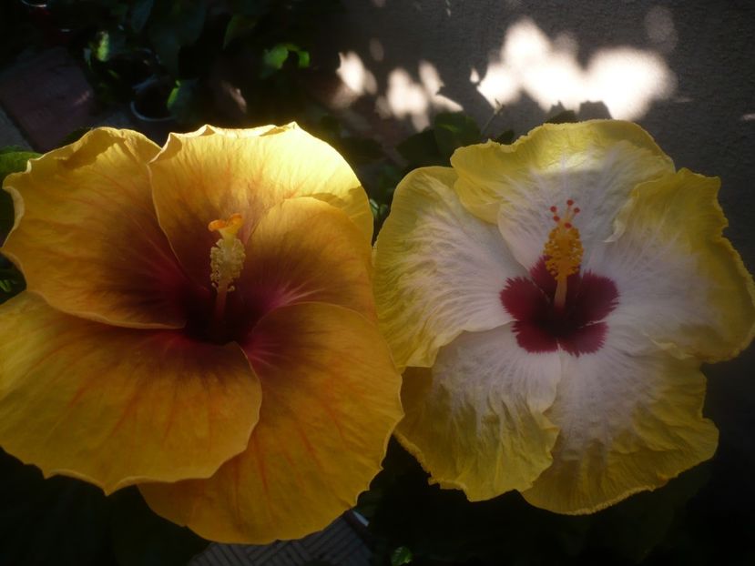 P1450978 - HIBISCUSI 2020-3