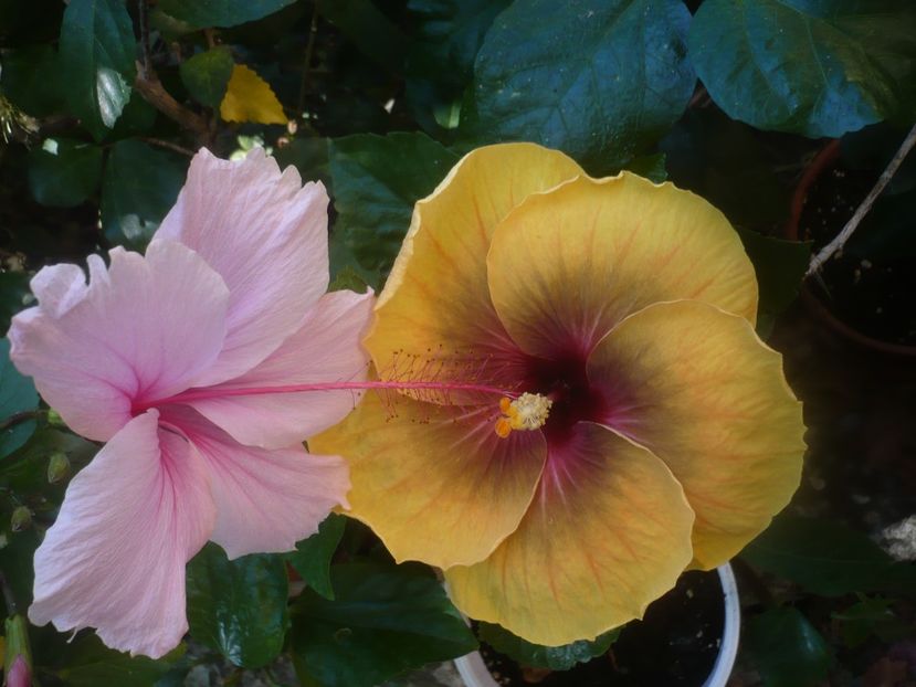 P1450980 - HIBISCUSI 2020-3