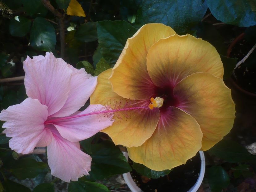 P1450981 - HIBISCUSI 2020-3