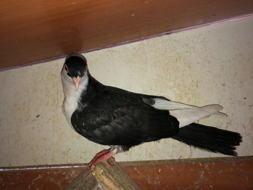 8794  mascul  2020 - Plecați ALBUM 3