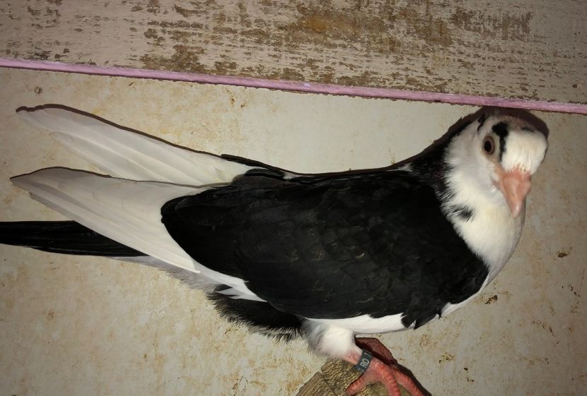 23044  femelă  2020 - Plecați ALBUM 3