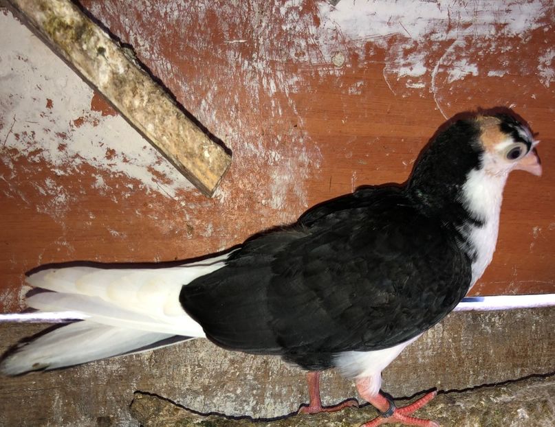 23038  femelă  2020 - Plecați ALBUM 3