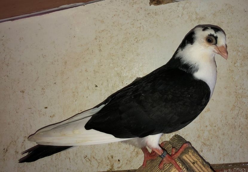 23043  mascul  2020 - Plecați ALBUM 3