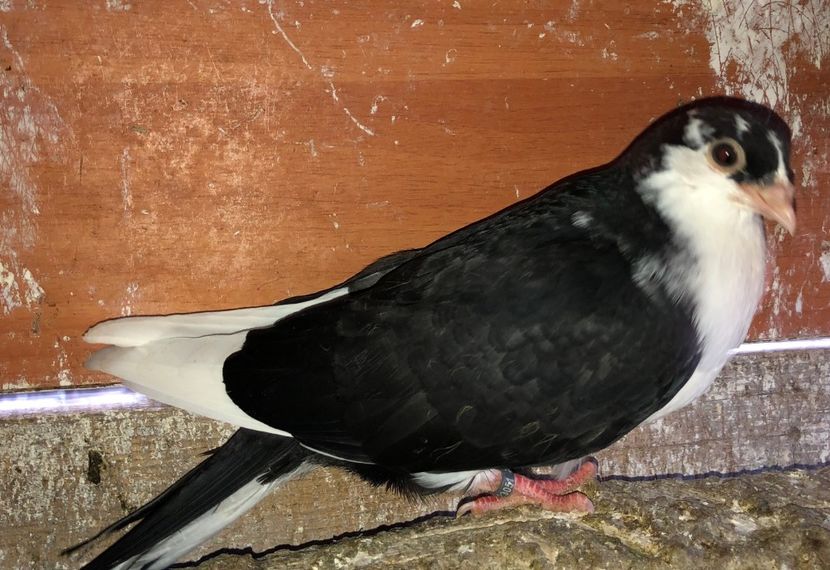 23051 mascul  2020 - Plecați ALBUM 3