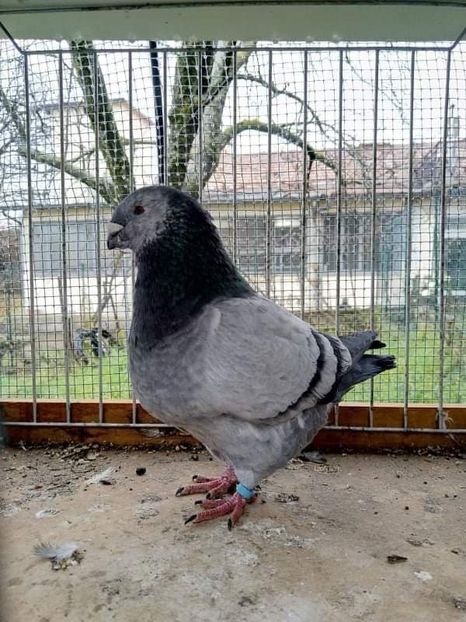 Mascul 2018 Ion Stefan - Porumbei vânduți