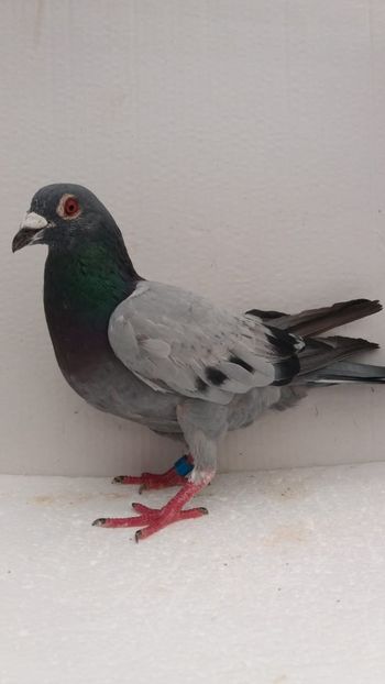 M 2019 vandut - De! voiajori vanduti