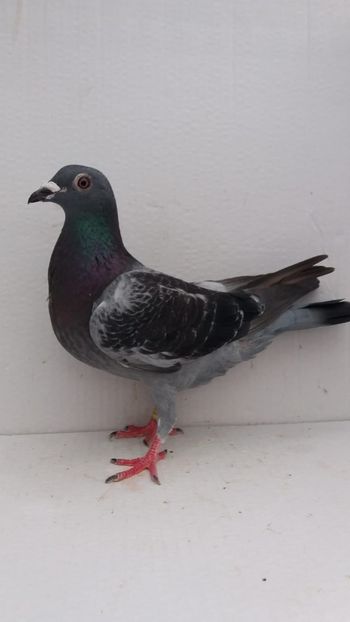 F 2019 vanduta - De! voiajori vanduti