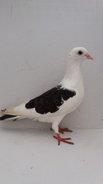 F 2020 vanduta - De! voiajori vanduti