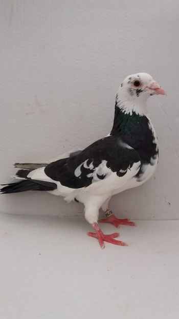 F 2012 vanduta - De! voiajori vanduti