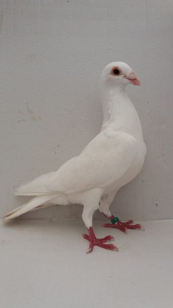 M 2019 vandut - De! voiajori vanduti