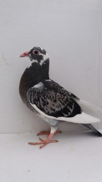  - De vanzare voiajori pui 2020