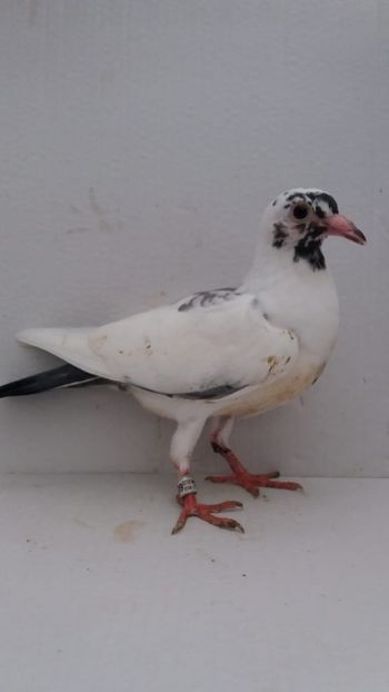 vandut - De vanzare voiajori pui 2020