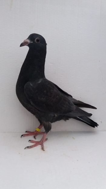 vandut 65buc - De vanzare voiajori pui 2020