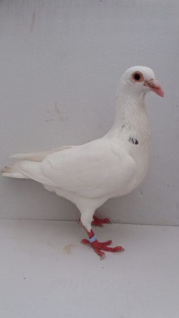 M 2019 vandut - De! voiajori vanduti