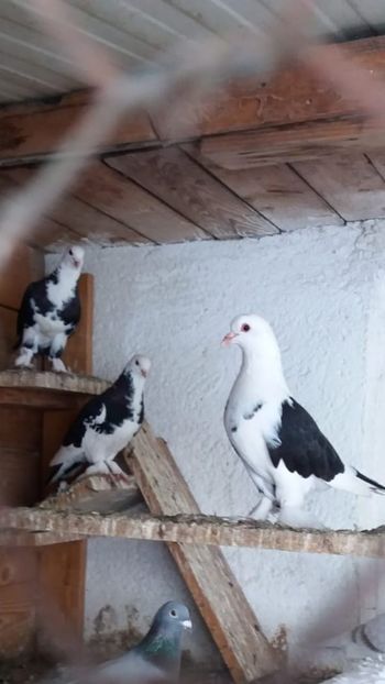 2018 - Por tapalagosi