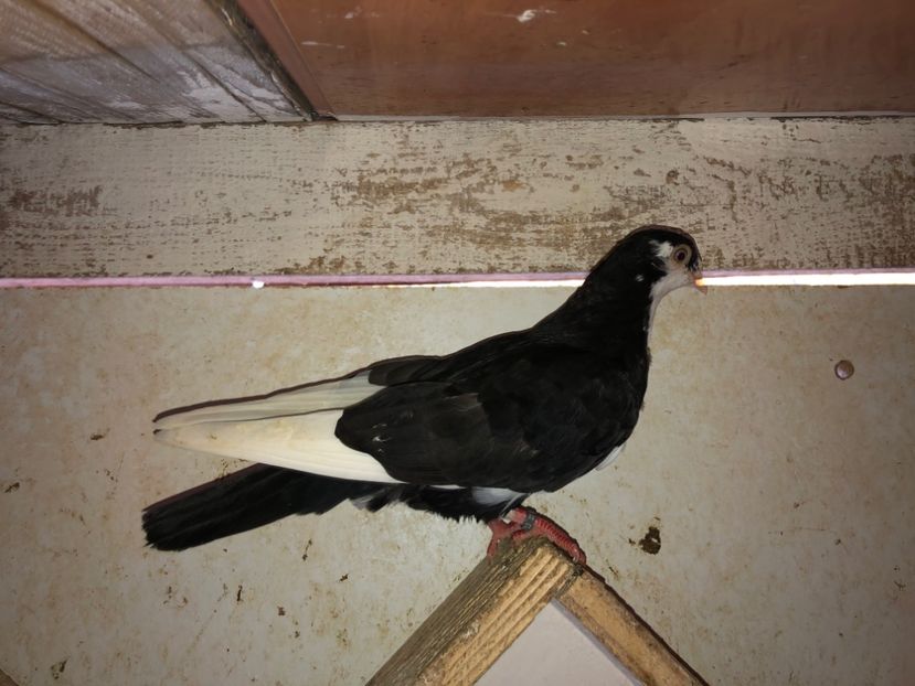 8753  mascul  2020 - Plecați ALBUM 3