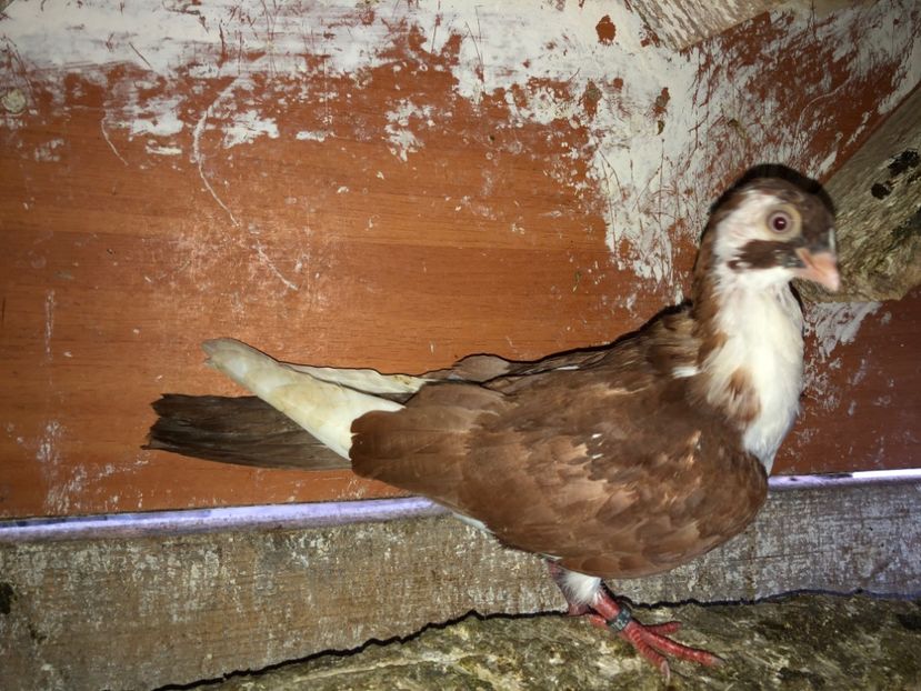 8782  mascul  2020 - Plecați ALBUM 3