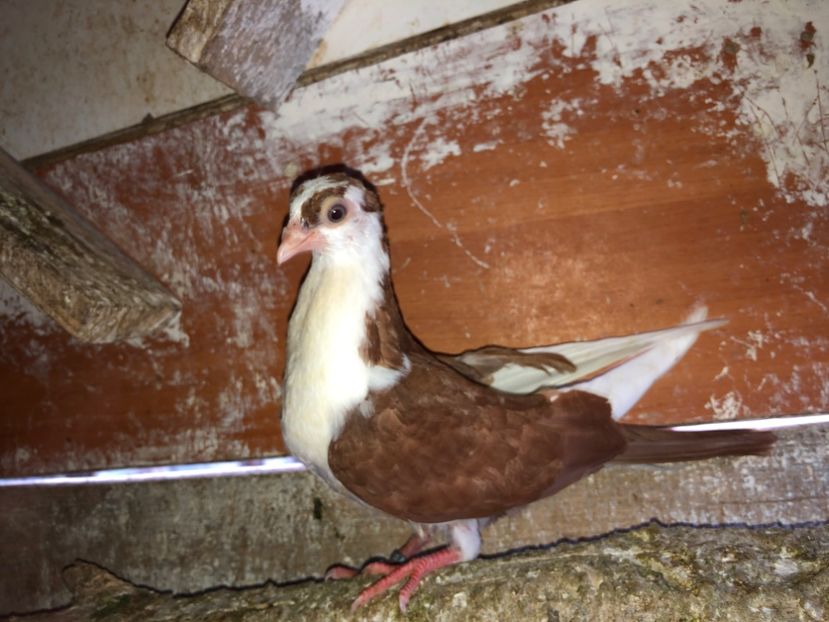 23039  femelă  2020 - Plecați ALBUM 3