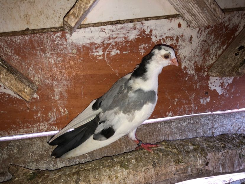 23018  mascul  2020 - Plecați ALBUM 3