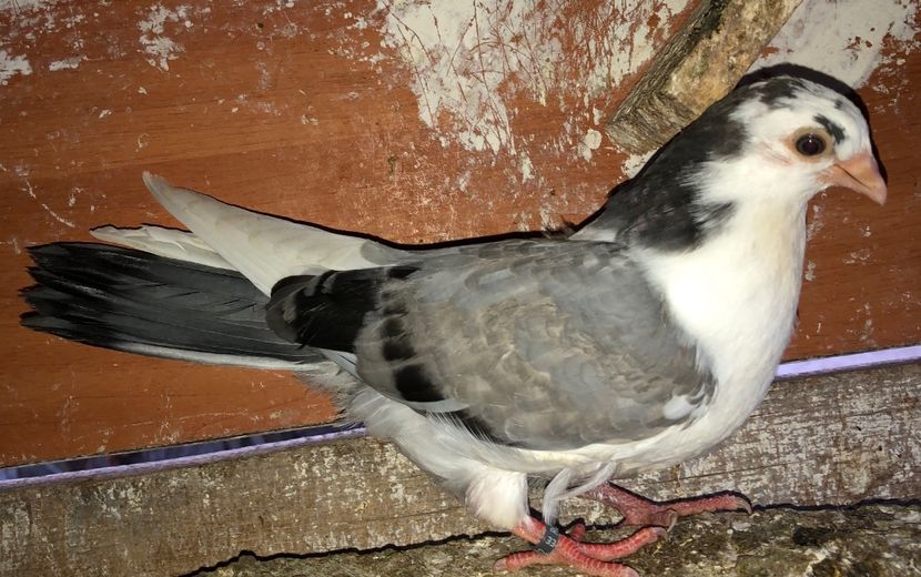 23032  femelă  2020 - Plecați ALBUM 3