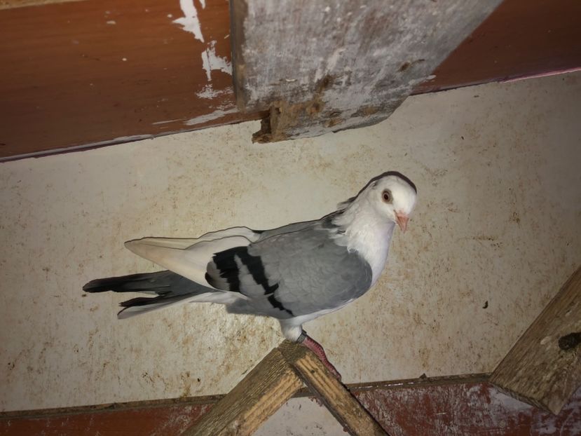 8630  femelă  2020 - Plecați ALBUM 3