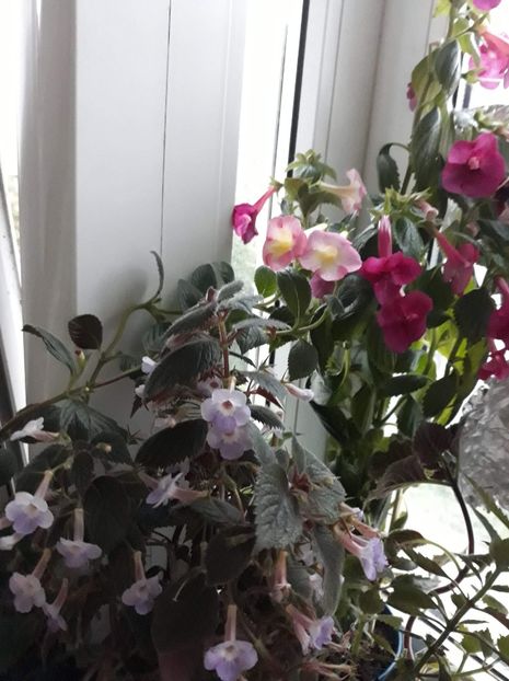  - R20 - Camille Brozzoni