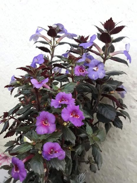 ...cu The Lone Star... - 001 2021 - Caprice