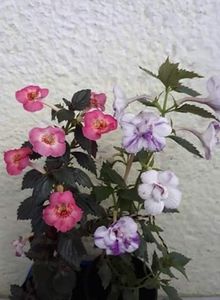 ...cu Queen of Lace... - R20 - MASHA GOTMANOVA