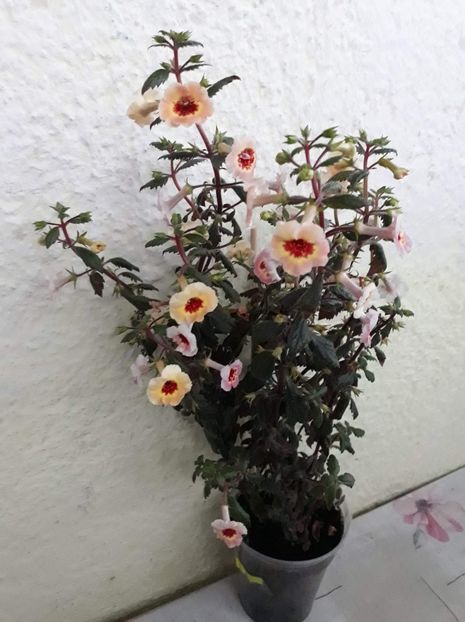  - 001 2021 - Yellow Queen Hy