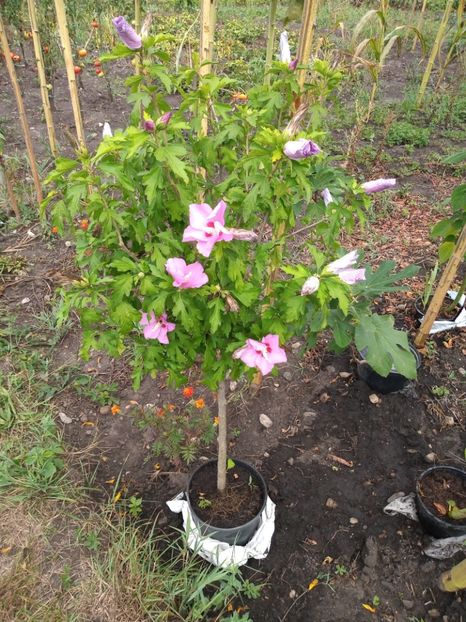 Hibiscus siriacus 50 lei - Disponibil
