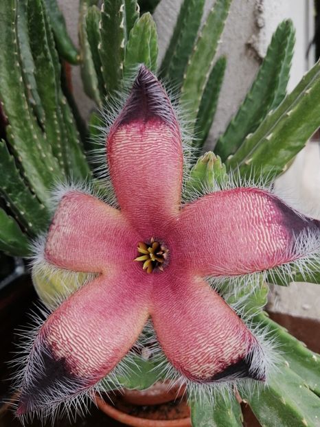 - Adenium Hoya si alte plante suculente