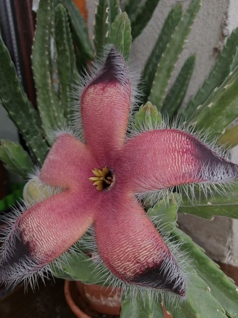  - Adenium Hoya si alte plante suculente