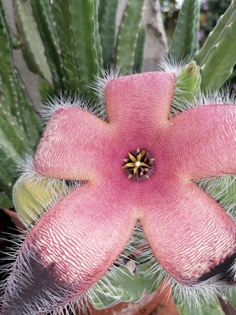  - Adenium Hoya si alte plante suculente