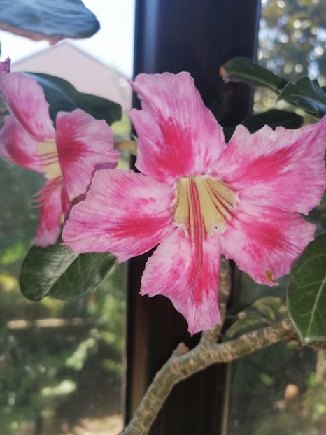  - Adenium Hoya si alte plante suculente