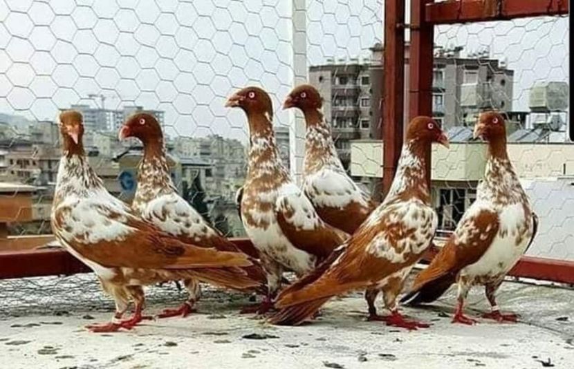  - NU AMI APARTIN 2020