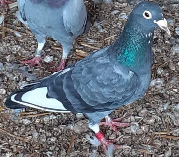  - NU AMI APARTIN 2020