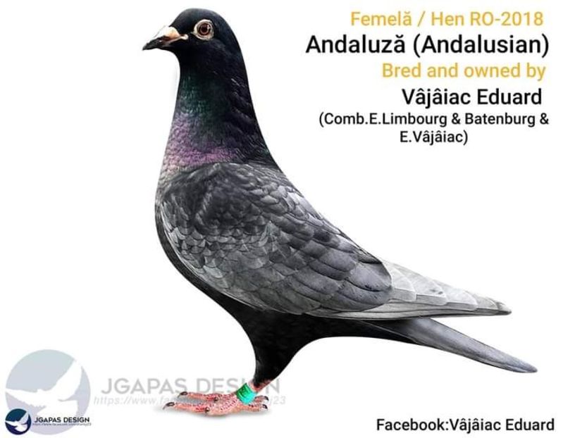  - NU AMI APARTIN 2020