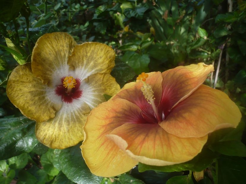 P1450986 - HIBISCUSI 2020-3