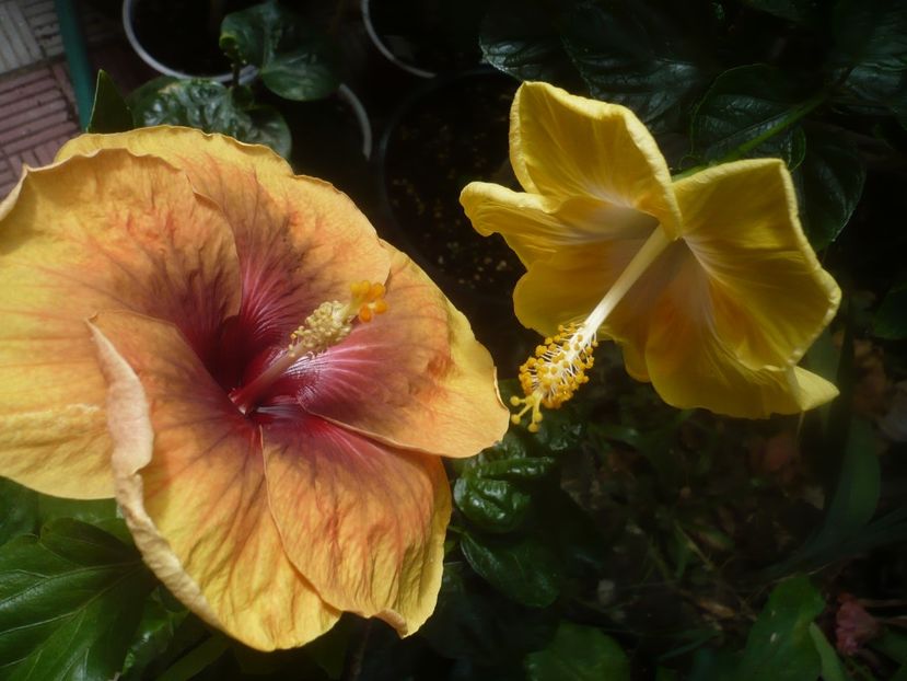 P1450989 - HIBISCUSI 2020-3